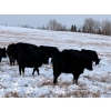 Image 8 : White Moose Ranches - 18 Black Angus X April/May Calvers (Turner Valley, AB)