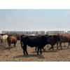 Image 5 : Dietrich Farms - 1075# June Delivery Steers - 170 Head (Mendham, SK)