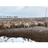 Image 7 : Lowe Ranches - 584# December Delivery Weaned Heifers - 92 Head (Nanton, AB)