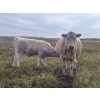 Image 6 : Les Cook/Alyssa & Vince Colven - 600# October Delivery Steer Calves - 70 Head (Loverna, SK)