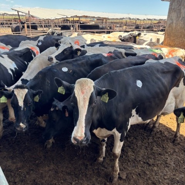 Idaho Dairies/Ranches - 94 Mixed (Burley, ID)
