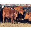 Image 3 : Lazy J Cattle Co. - 900# October Delivery Grass Steers - 120 Head (Cochrane, AB)