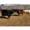 Image 6 : Ron Billings - 750# March Delivery Heifers - 70 Head (Sundre, AB)