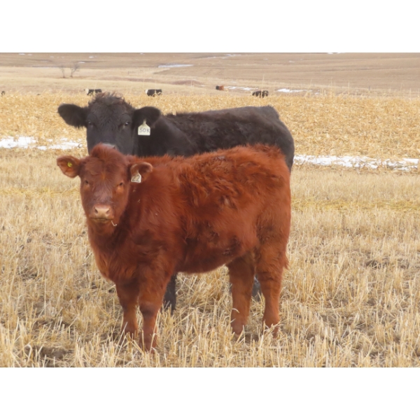 Sybouts Lake Farms Ltd. - 525# March Delivery Heifers - 85 Head (Gladmar, SK)