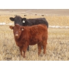 Image 1 : Sybouts Lake Farms Ltd. - 525# March Delivery Heifers - 85 Head (Gladmar, SK)