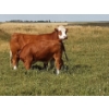 Image 5 : Craigmyle Colony - 750# October Delivery Steer Calves - 80 Head (Craigmyle, AB)