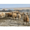Image 7 : Bauer Ranching - 910# February Delivery Steers - 193 Head (Hilda, AB)