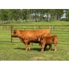 Image 2 : 130 Mile Ranch - 600# October Delivery Steer Calves - 90 Head (Lac La Hache, BC)