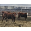 Image 2 : C.O. Johnson & Sons Ranches - 895# February Delivery Steers - 173 Head (Scandia, AB) VBP+