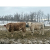 Image 2 : Wayne & Logan Lytwyn - 785# February Delivery Heifers - 75 Head (Winnipegosis, MB)