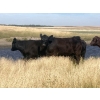 Image 4 : Crane Lake Land & Cattle - 1000# October Grass Heifers - 180 Head (Kerrobert, SK)