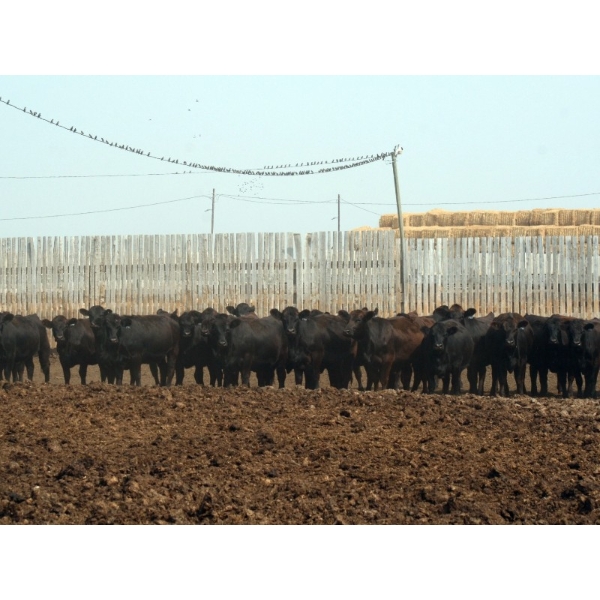 Peter Boone - 17 Black Bred Heifers (Picture Butte, AB)