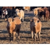 Image 5 : Ugly Head Feeders - 800# March Delivery Steers - 75 Head (Killam, AB)