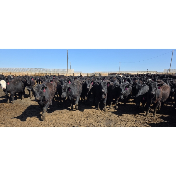 Amber Mountain Farms - 690# May Delivery Heifers - 200 Head (Vauxhall, AB)
