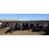 Image 1 : Amber Mountain Farms - 690# May Delivery Heifers - 200 Head (Vauxhall, AB)