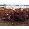 Image 2 : S5 Cattle Corp. - 35 Red Angus/Simmental X Replacement Heifers (Sedgewick, AB)