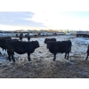 Image 7 : Four Harts Cattle Co. - 910# March Delivery Steers - 134 Head (Vermilion, AB)