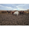 Image 5 : Ripple Rock Ranch - 845# January Delivery Weaned Heifers - 155 Head (Fincastle, AB)