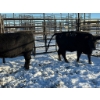 Image 3 : Crooked Creek Ranch - 4 Second Calvers (Pen 415) *Later Calving*