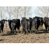 Image 2 : Lobo Ranching - 746# March Delivery Heifers - 80 Head (Madden, AB)