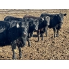 Image 2 : Stahlville Colony - 900# February Delivery Heifers - 55 Head (Rockyford, AB)