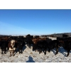 Image 4 : Tee Two Land & Cattle Co. - 780# April Weaned Steers - 78 Head (Kelliher, SK) VBP+