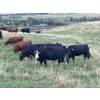 Image 3 : Bar 3 Ranches Ltd. - 1070# September Grass Steers - 50 Head (Stettler, AB)