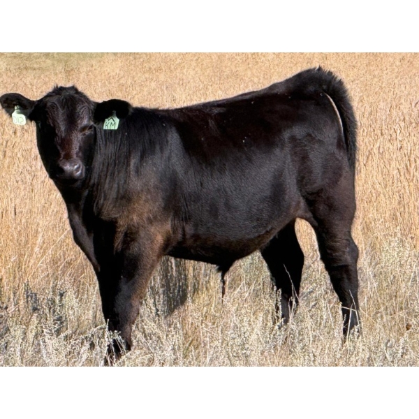 Kelly Meier - 670# November Delivery Steer Calves - 35 Head (Hays, AB)