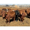 Image 2 : Rob Mossey - 1000# August Delivery Heifers - 120 Head (Vauxhall, AB)