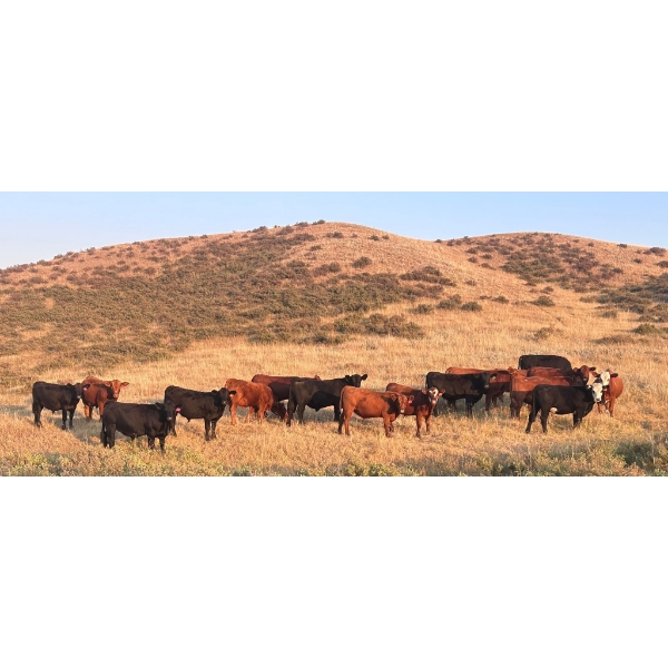 Wyatt & Meg Isaacson - 965# Sept/Oct Delivery Grass Steers - 315 Head (Killdeer, SK)