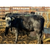 Image 3 : Running M Farms - 8 Heifers (Pen 406)