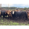 Image 3 : Bruce & Judy Dickson - 943# June Delivery Steers - 63 Head (Leslieville, AB)