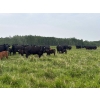 Image 7 : Franklin Cattle Co. - 600# December Delivery Heifer Calves - 200 Head (Marwayne, AB)