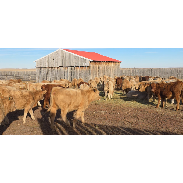 Last Chance Ranch - 610# October Delivery Heifer Calves - 100 Head (Piapot, SK)