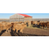 Image 1 : Last Chance Ranch - 610# October Delivery Heifer Calves - 100 Head (Piapot, SK)