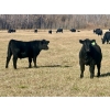 Image 9 : Baintree Angus - 625# November Delivery Steer Calves - 70 Head (Sundre, AB)