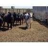 Image 2 : M.S. MacLean Livestock - 1550# Cows - 27 Head (Coaldale, AB)