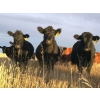 Image 2 : 98 Ranch - 11 Black Angus X May/June Calving Bred Heifers (Lake Elma, SK)