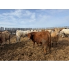 Image 5 : Greg Trewin - 950# March/April Delivery Steers - 126 Head (Coulter, MB)