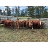 Image 4 : Bob & Donna, Nikita Leavitt - 540# October Delivery Heifer Calves - 30 Head (Kamloops, BC) VBP+