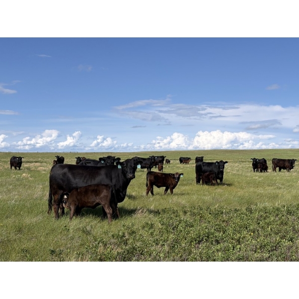 Douglass Bros. Ranching - 625# November Delivery Steer Calves - 100 Head (Gem, AB)