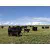 Image 2 : Douglass Bros. Ranching - 580# November Delivery Heifer Calves - 100 Head (Gem, AB)