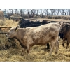 Image 9 : Upland Livestock - 550# April/May Delivery Steers - 60 Head (Wood Mountain, SK)