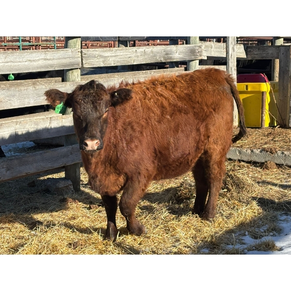 Fox Cattle Co. - 3 Bred Heifers (Pen 511)