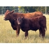Image 8 : JR Cattle Company Ltd. - 550# October Delivery Steer Calves - 30 Head (Fort Macleod, AB)