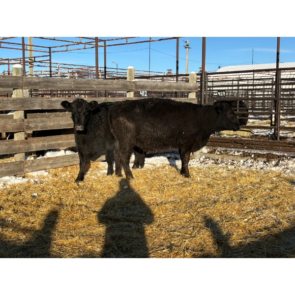 Crooked Creek Ranch - 2 Second Calvers (Pen 414)