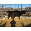 Image 1 : Crooked Creek Ranch - 2 Second Calvers (Pen 414)