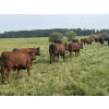 Image 6 : Triplelyones Farms - 940# September Delivery Grass Steers - 198 Head (Westlock, AB)