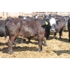 Image 6 : A&S Farms - 30 BBF Replacement Heifers (Coaldale, AB)
