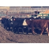 Image 5 : Midpoint Farms - 1025# August Delivery Grass Steers - 120 Head (Drayton Valley, AB)